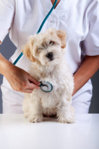 how often should you take your dog to the vet | Ultimate Pet Nutrition