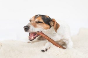 can dogs eat cooked beef bones | Ultimate Pet Nutrition