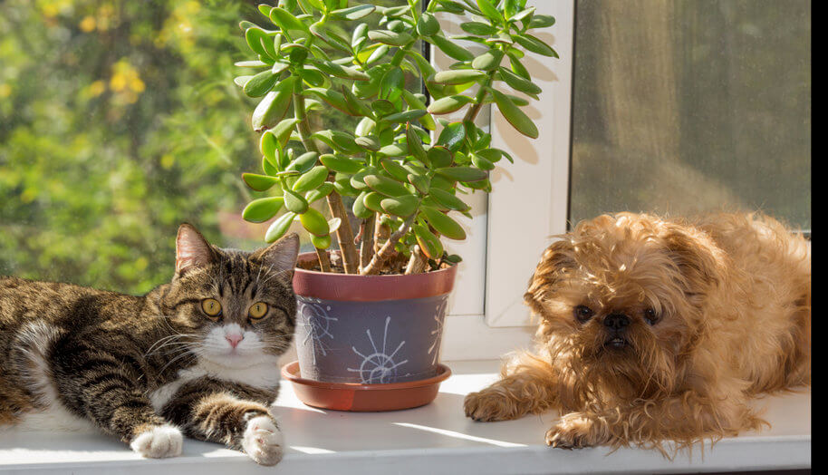 poisonous houseplants for dogs | Ultimate Pet Nutrition