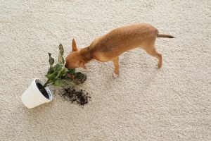 poisonous plants for dogs | Ultimate Pet Nutrition