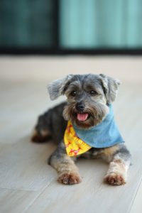 diy dog bandanas | Ultimate Pet Nutrition