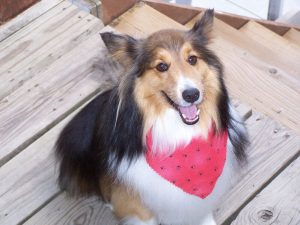 how to make dog bandanas | Ultimate Pet Nutrition