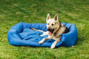 how to make a dog bed | Ultimate Pet Nutrition