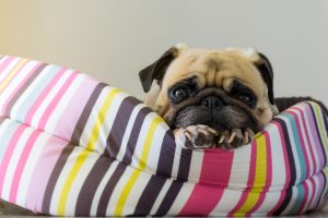 how to make a dog bed | Ultimate Pet Nutrition