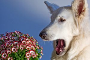 why is my dog wheezing | Ultimate Pet Nutrition