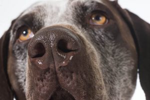 dog wheezing causes | Ultimate Pet Nutrition