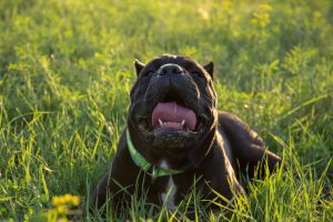 heat stroke in dogs | Ultimate Pet Nutrition