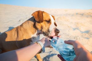 heat stroke in dogs | Ultimate Pet Nutrition