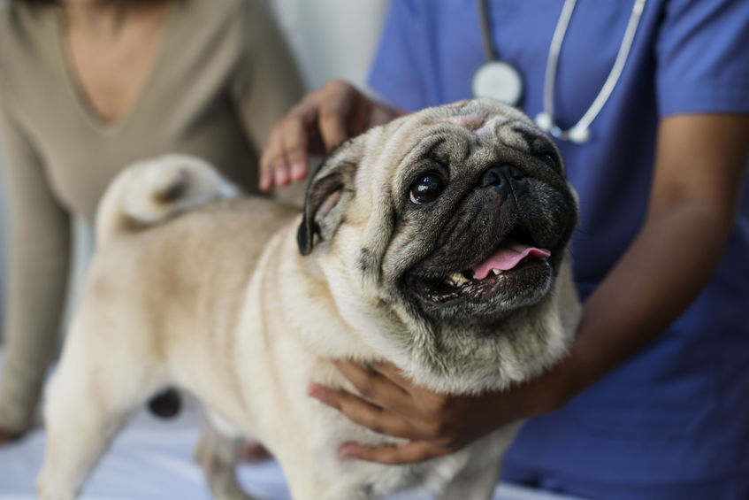 pet pug at vet | Ultimate Pet Nutrition