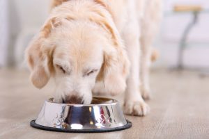 dog eating | Ultimate Pet Nutrition