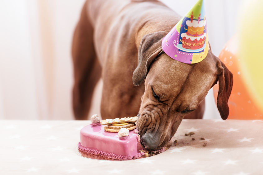 puppy birthday | Ultimate Pet Nutrition