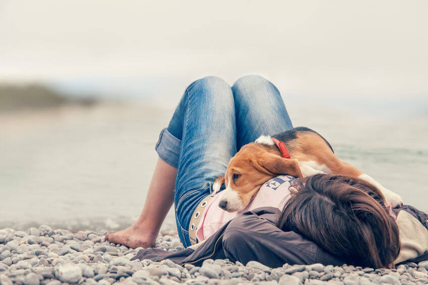 dog at beach | Ultimate Pet Nutrition