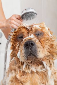 bathing dog | Ultimate Pet Nutrition