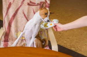 feeding dog from table | Ultimate Pet Nutrition