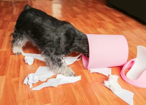 dog getting into trash | Ultimate Pet Nutrition