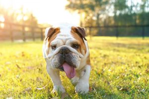 keep dogs cool in summer | Ultimate Pet Nutrition