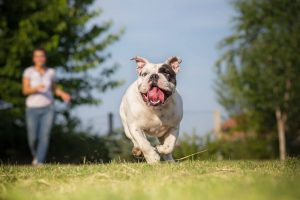 playing with dog | Ultimate Pet Nutrition