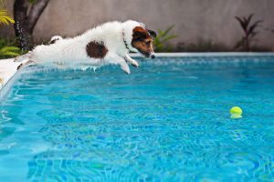 summer safety tips for dogs | Ultimate Pet Nutrition