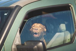 dog in car | Ultimate Pet Nutrition