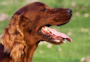 keeping your dog cool | Ultimate Pet Nutrition