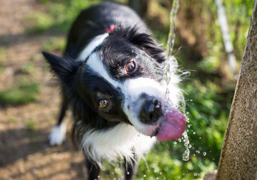 dog drinking water | Ultimate Pet Nutrition