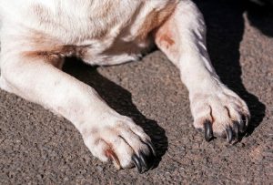 dog paws | Ultimate Pet Nutrition