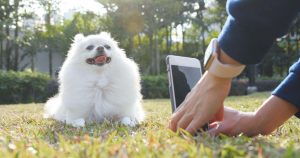 pet photography | Ultimate Pet Nutrition