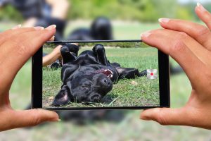 pet photography ideas | Ultimate Pet Nutrition