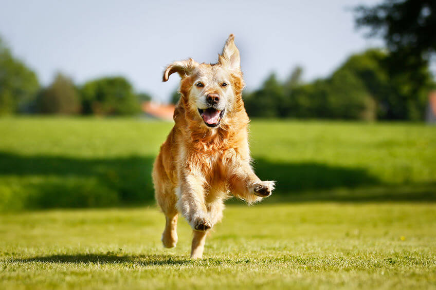 dog running | Ultimate Pet Nutrition