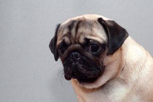 sad scared pug | Ultimate Pet Nutrition