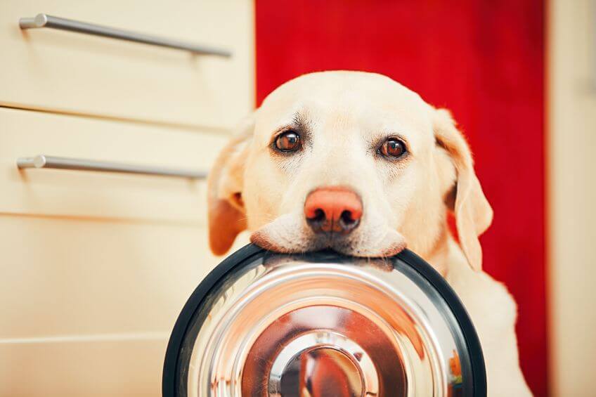 hungry dog | Ultimate Pet Nutrition