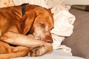 old tired dog | Ultimate Pet Nutrition