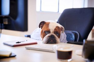 bored work dog | Ultimate Pet Nutrition