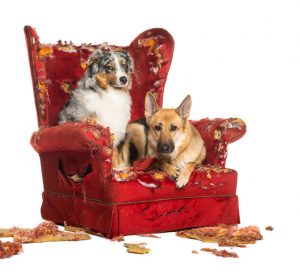 bored destructive dogs | Ultimate Pet Nutrition