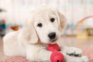 ways to keep your dog busy | Ultimate Pet Nutrition