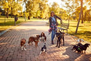 dog walker | Ultimate Pet Nutrition