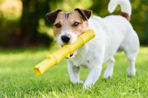 dog fetching | Ultimate Pet Nutrition