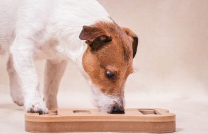 mental exercise | Ultimate Pet Nutrition