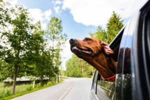 dog enjoying car ride | Ultimate Pet Nutrition