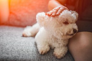 bichon frise | Ultimate Pet Nutrition