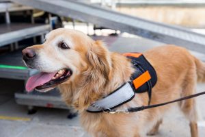 service dog | Ultimate Pet Nutrition