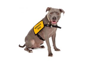 service dog | Ultimate Pet Nutrition