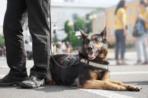 police dog | Ultimate Pet Nutrition