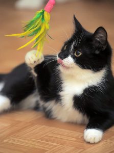 flirt pole for cats | Ultimate Pet Nutrition