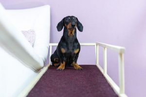 dog on ramp | Ultimate Pet Nutrition