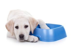 dog on diet | Ultimate Pet Nutrition