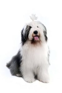 old english sheepdog | Ultimate Pet Nutrition