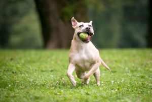 bull terrior playing with ball | Ultimate Pet Nutrition