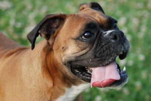 how to get rid of dog bad breath | Ultimate Pet Nutrition