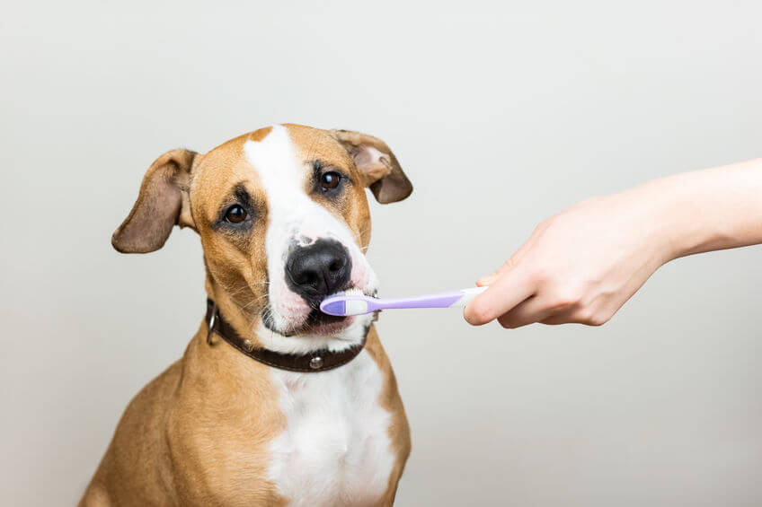 dog sniffing toothbrush | Ultimate Pet Nutrition